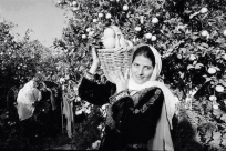 في مثل هذه الأيام يبدأ الحصاد - تعرّف معنا على تاريخ البرتقال اليافاوي صاحب الشهرة العالمية 